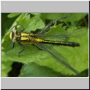 Gomphus vulgatissimus - Gemeine Keiljungfer jung 06.jpg